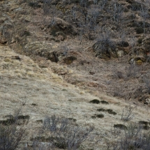 Cervi e caprioli nella Val Grande di Vezza d’Oglio