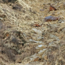 Cervi e caprioli nella Val Grande di Vezza d’Oglio