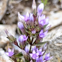 Dalle Scale del Miller ai Rifugi Gnutti, Baitone e Tonolini