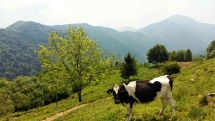 Colli di San Fermo da Vigolo