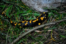 Salamandra Notturna di Halloween in Guglielmo