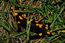 Salamandra Notturna di Halloween in Guglielmo