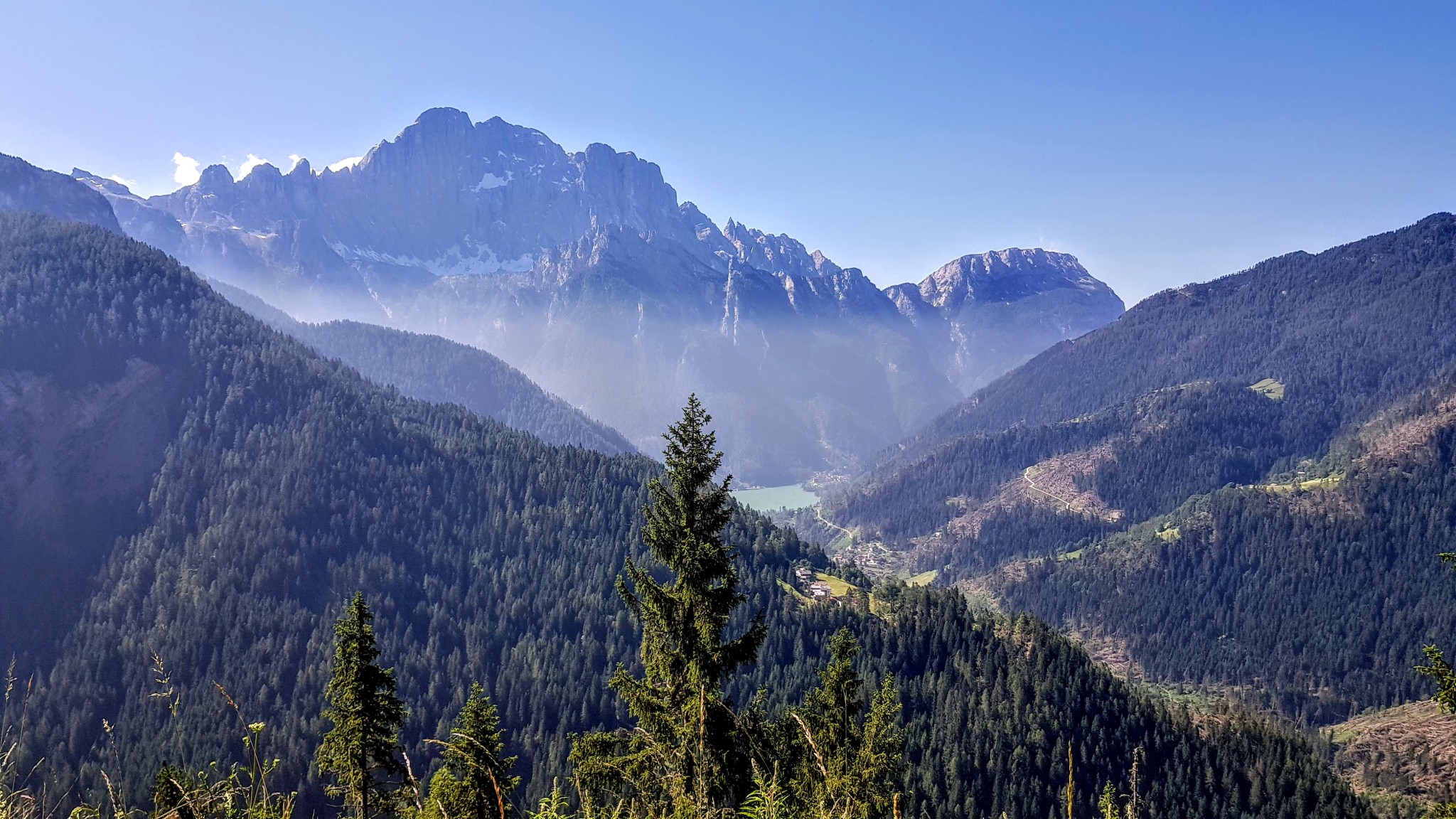 Alberi caduti con vento